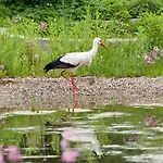 Bsw Ferienwohungen Wyk auf Föhr