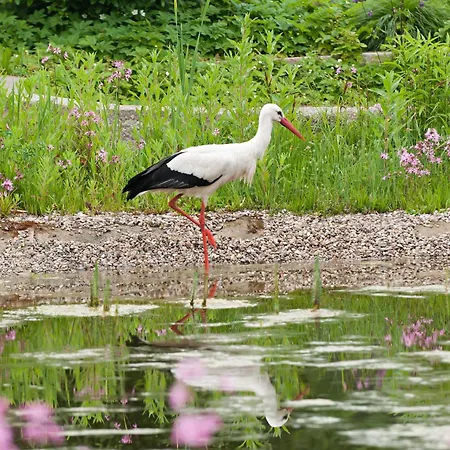 Bsw Ferienwohungen Wyk auf Föhr